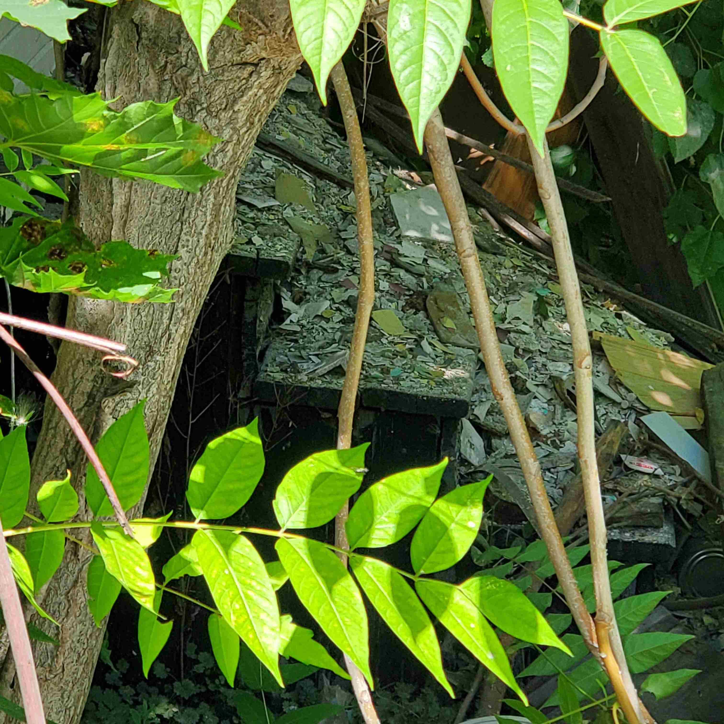 20200812_125209 (2).jpg